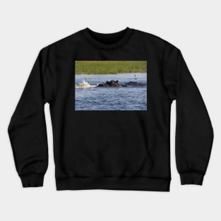 Hippopotamus in the Okavango Delta in Botswana Crewneck Sweatshirt